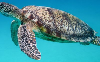 Las islas Galápagos