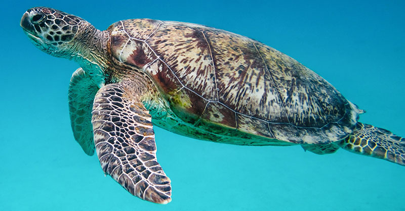 Las islas Galápagos