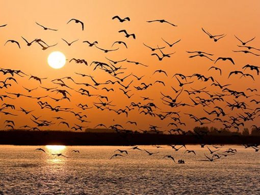 Quinto día: Peces y aves