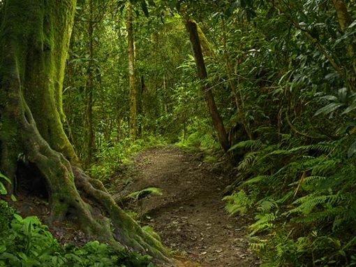 Tercer día: Tierra y vegetación