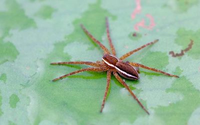 La araña acuática