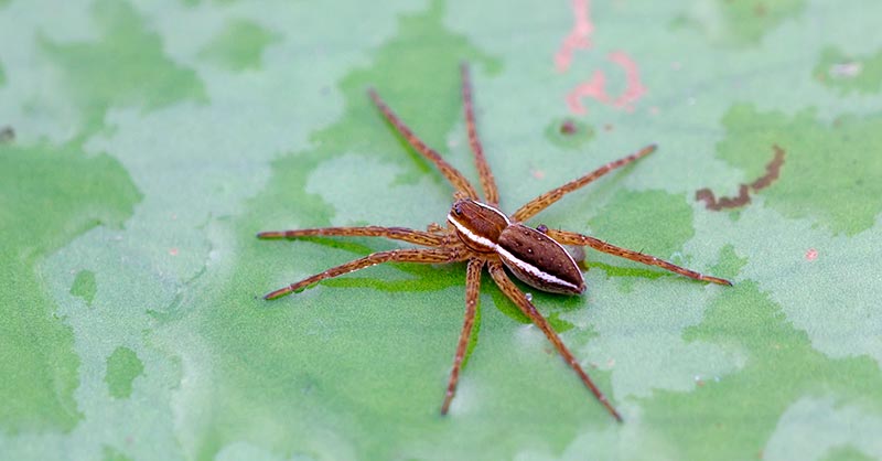La araña acuática