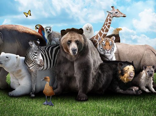 Sexto día: Animales y ser humano