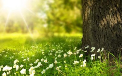 Faltan 6 meses para el Sábado de la Creación 2019